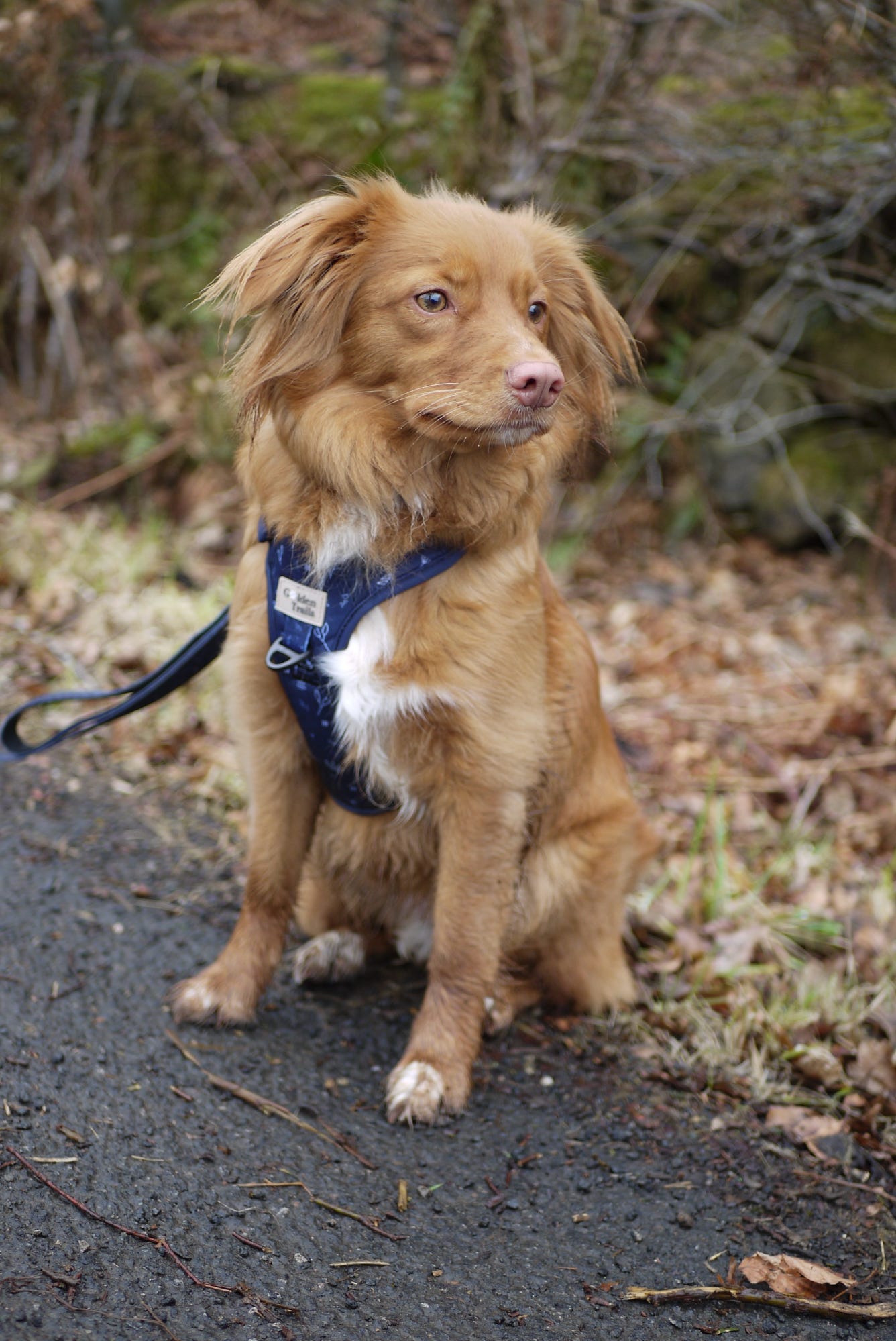 Ashridge Adjustable Harness - Comfort Range