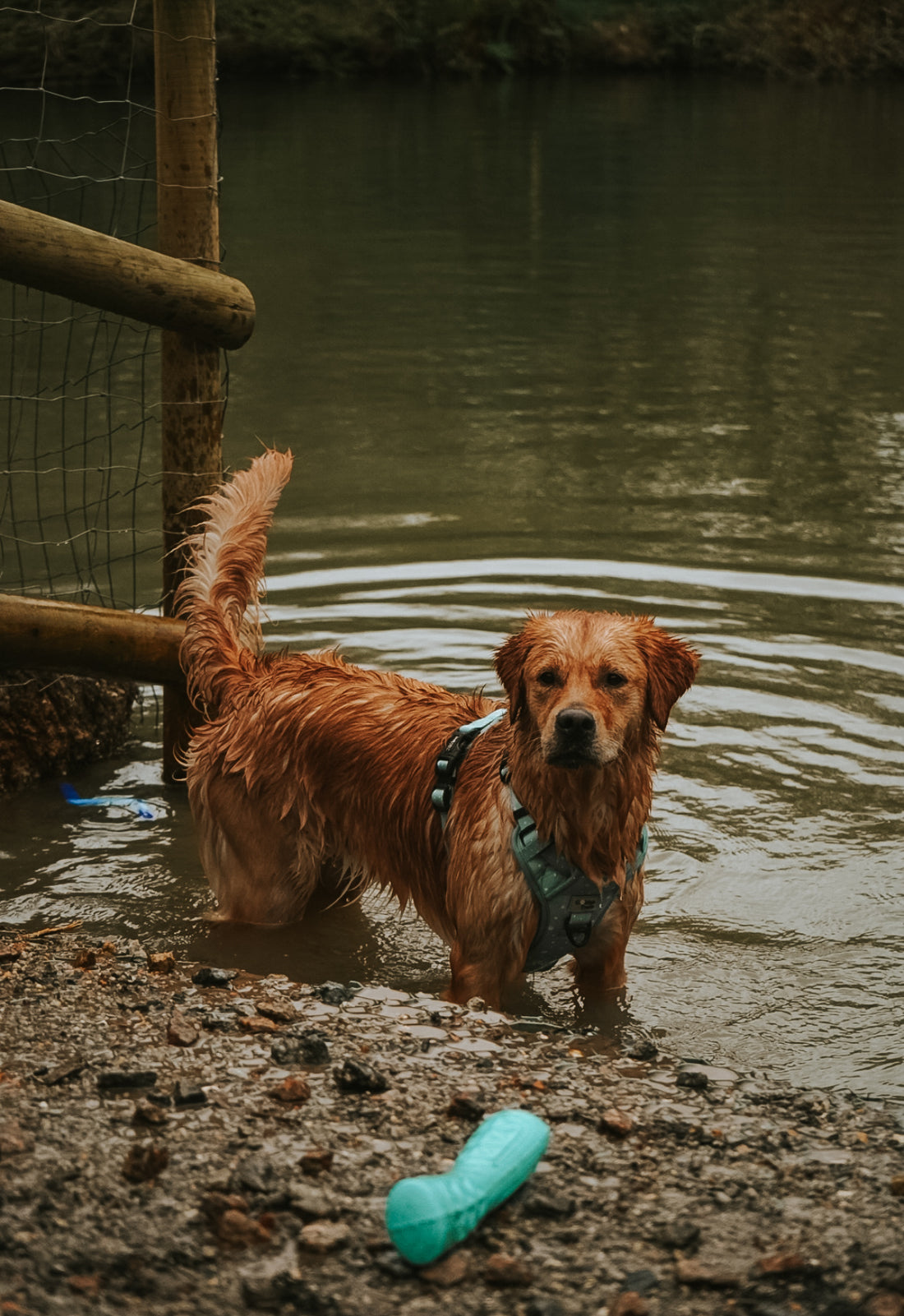 Secure Dog Fields - North Cornwall