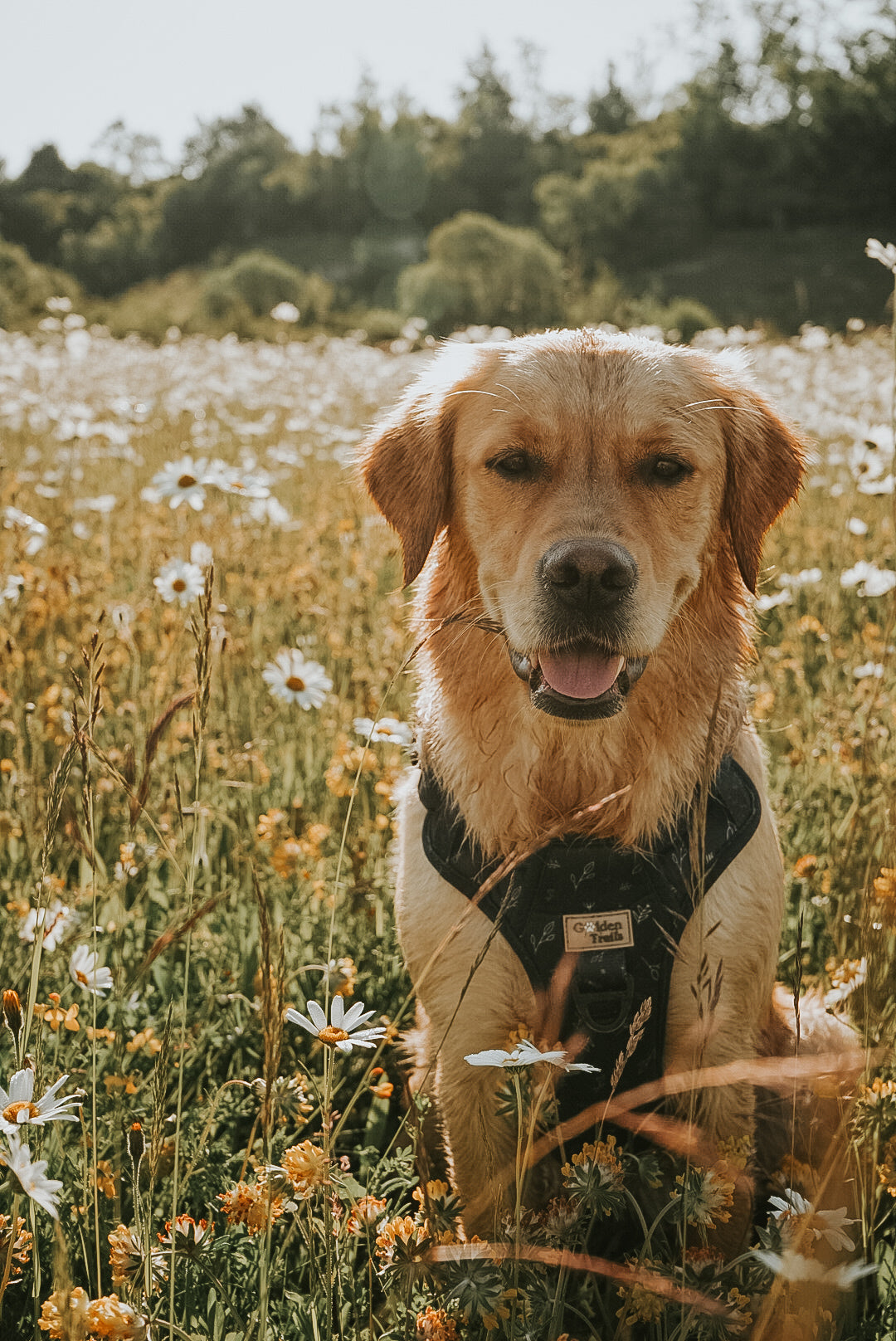 Ashridge Adjustable Harness