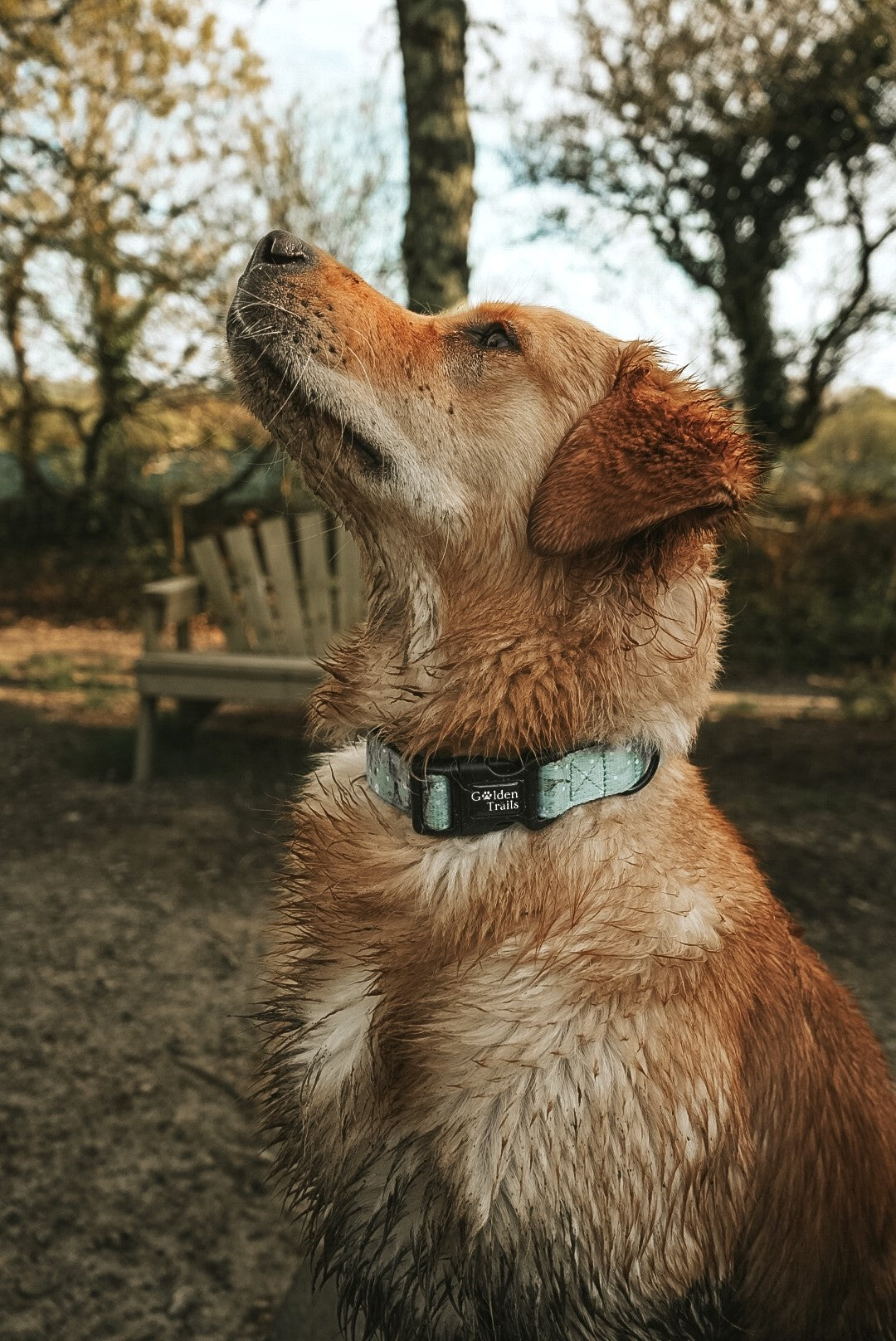 Tregirls Adjustable Collar